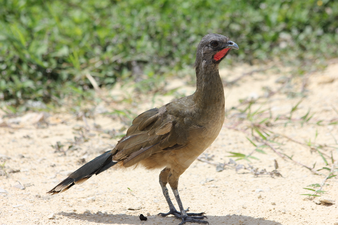 Plain Chachalaca (Ortalis vetula)