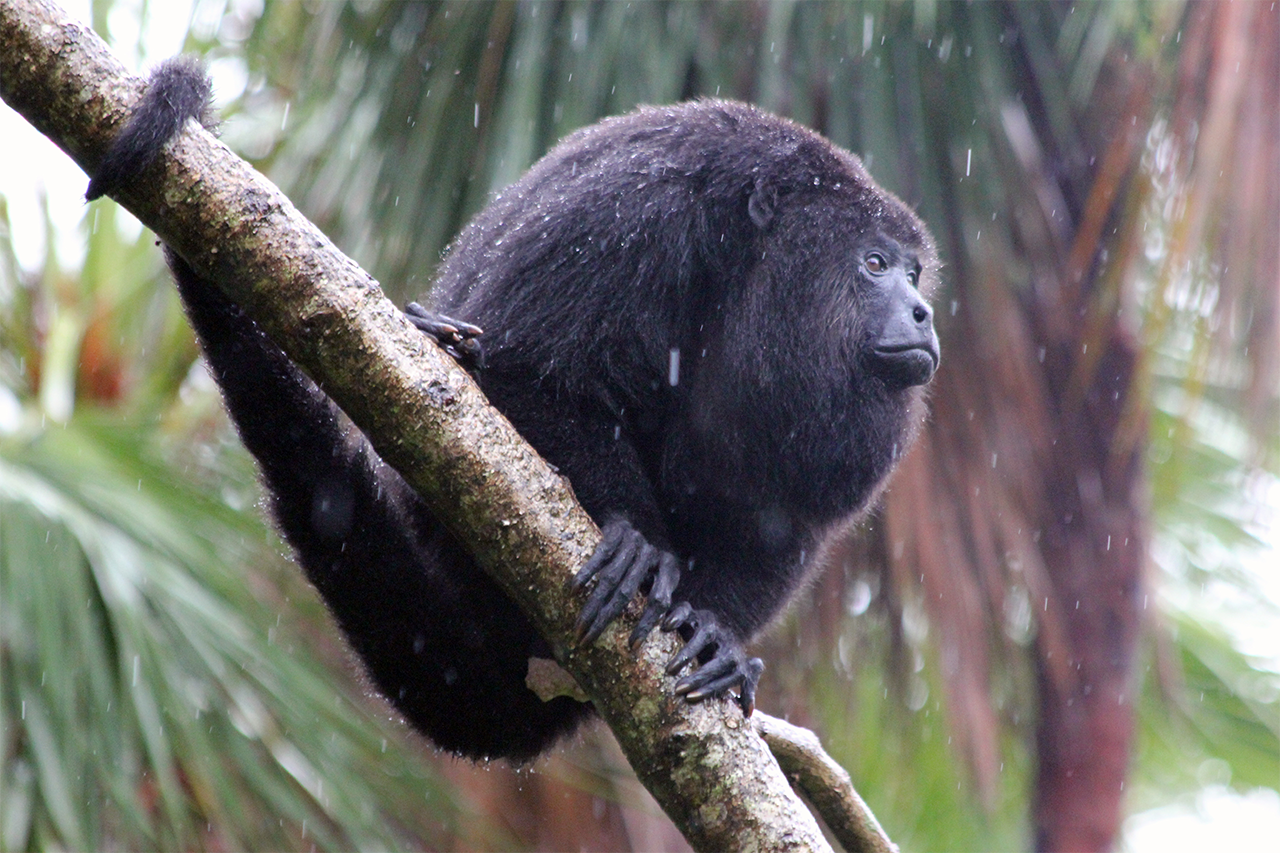 Howler Monkey