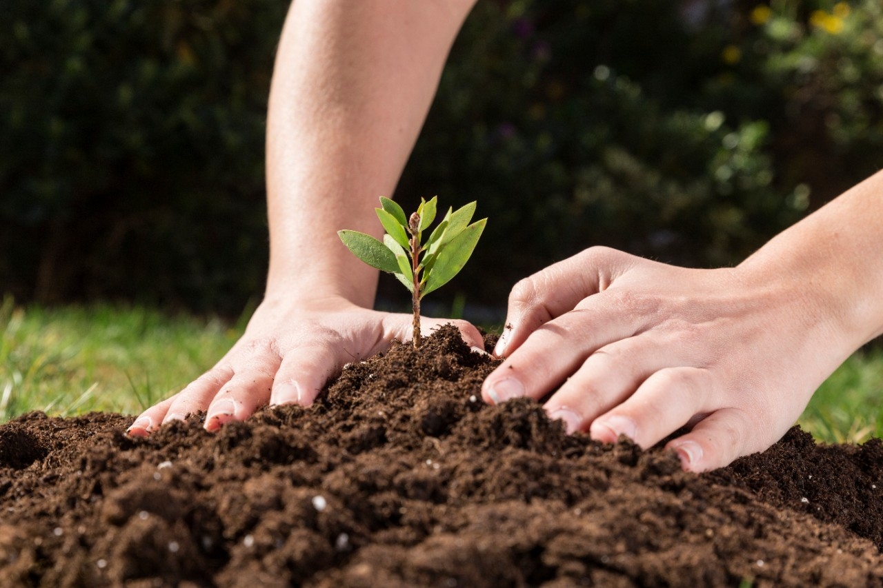 Stock photo of hands moving soil around a sapling.