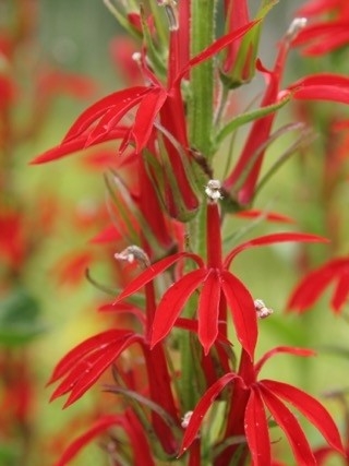 A vibrant red flower found in the wetlands of NKU REFS.