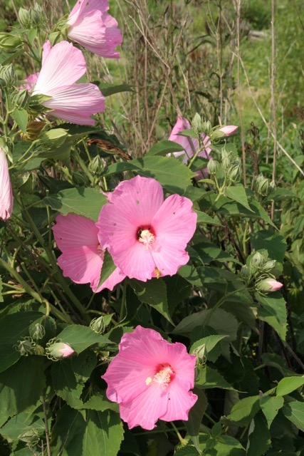 swamp hibiscus