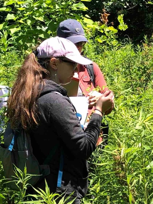 Micro-credential students learn how to identifify wetland plants at NKU REFS.
