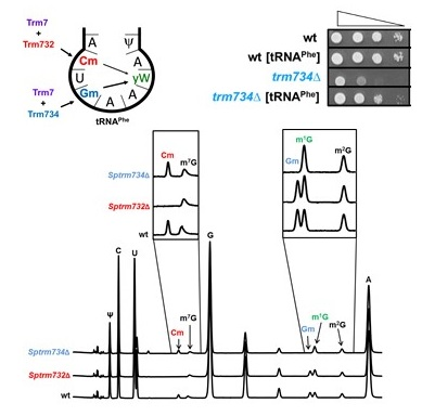 UPLC Chromatogram Diagram
