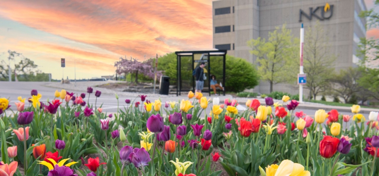 tulips on campus